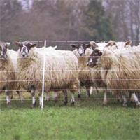 Síť pro ovce - výška 90cm - 50m